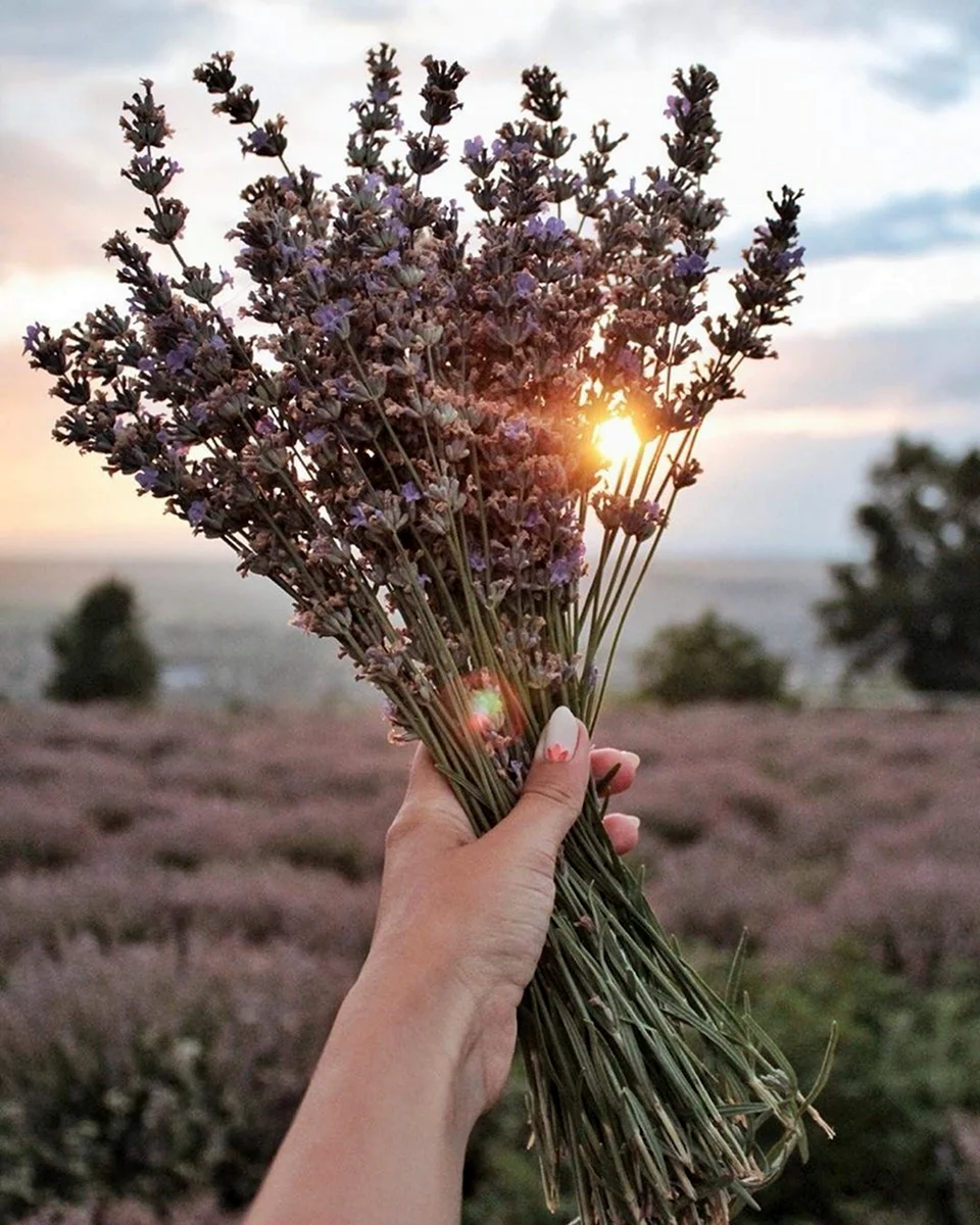 Лаванда Lavandula Эстетика