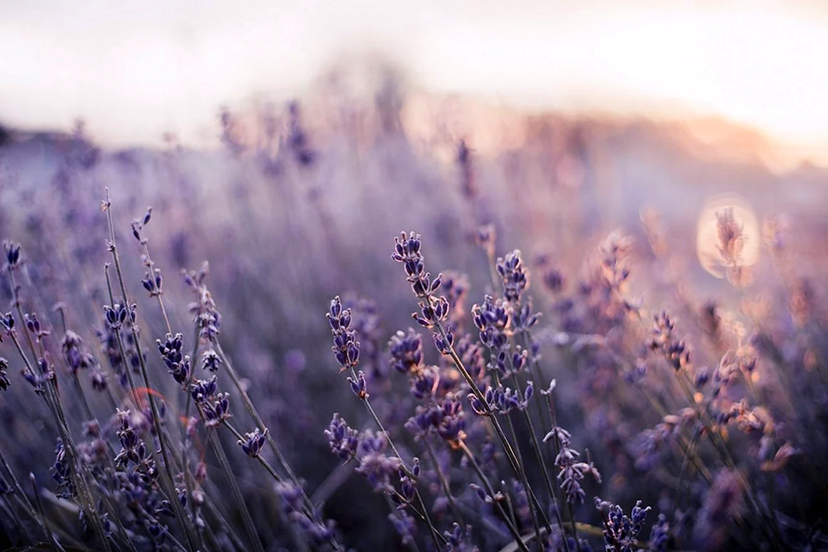Лаванда Lavender aesthetic
