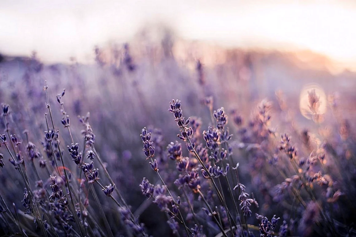 Лаванда Lavender aesthetic