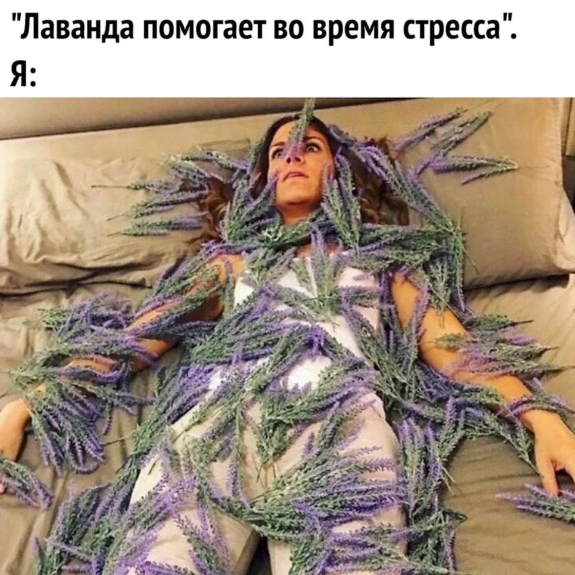 Лаванда от стресса Мем