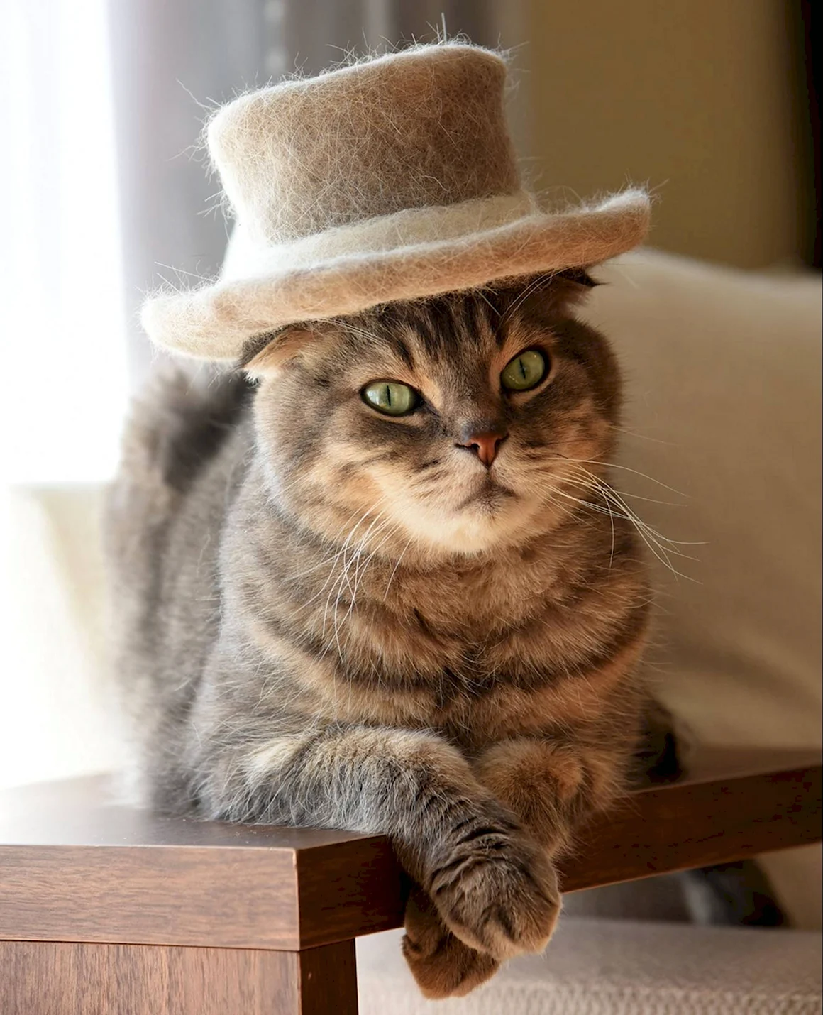 Le chat лёша