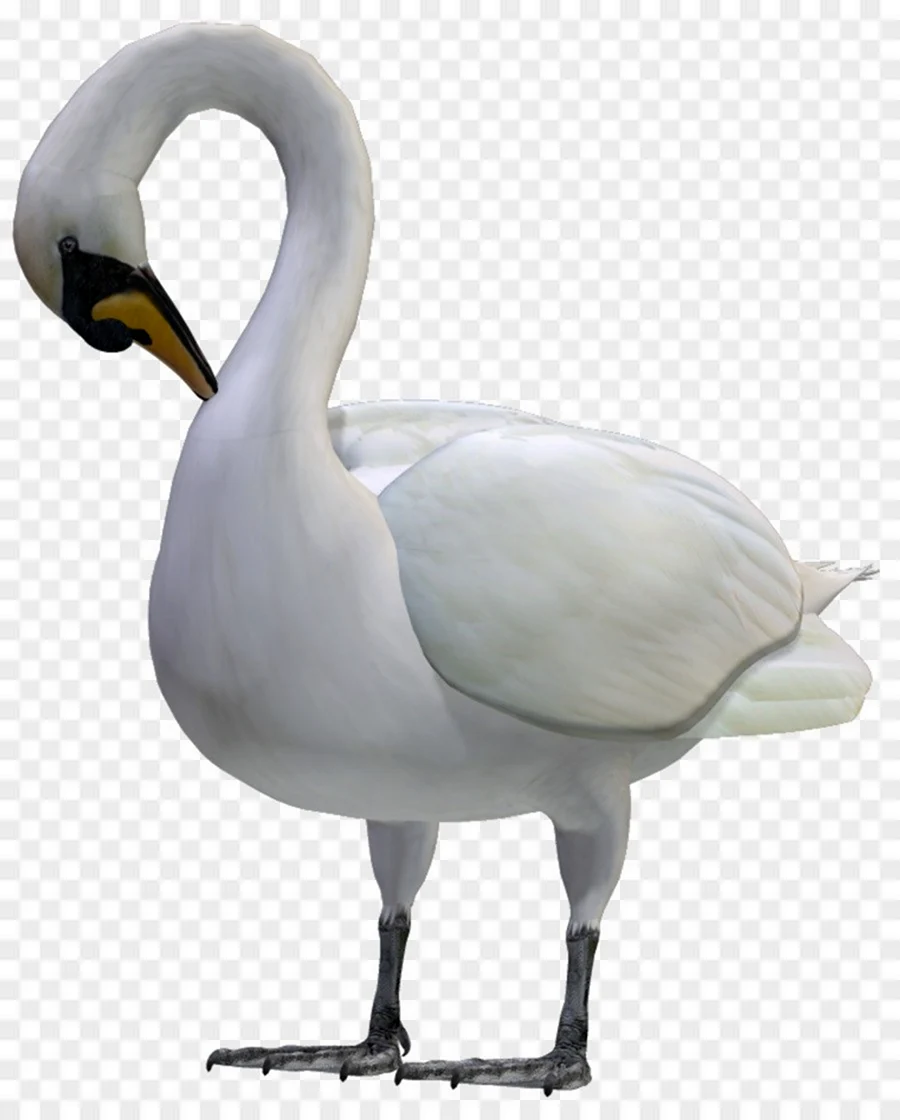 Лебедь