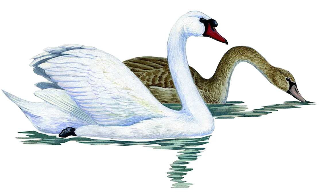 Лебедь кликун