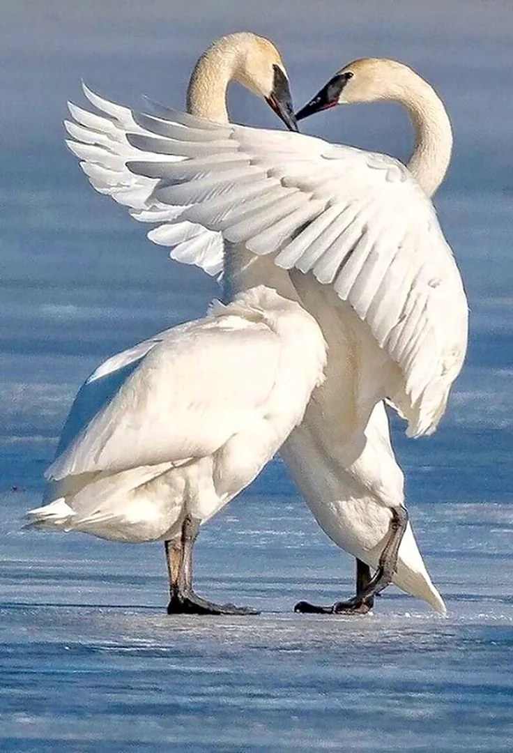Лебеди