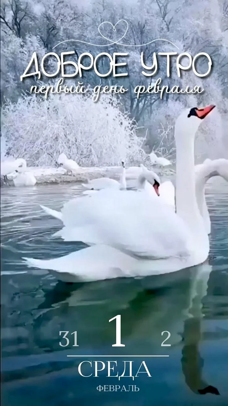 Лебеди зимой