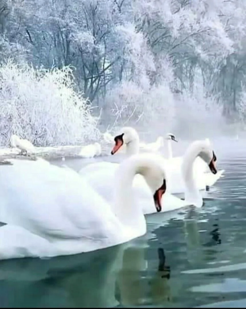 Лебеди зимой