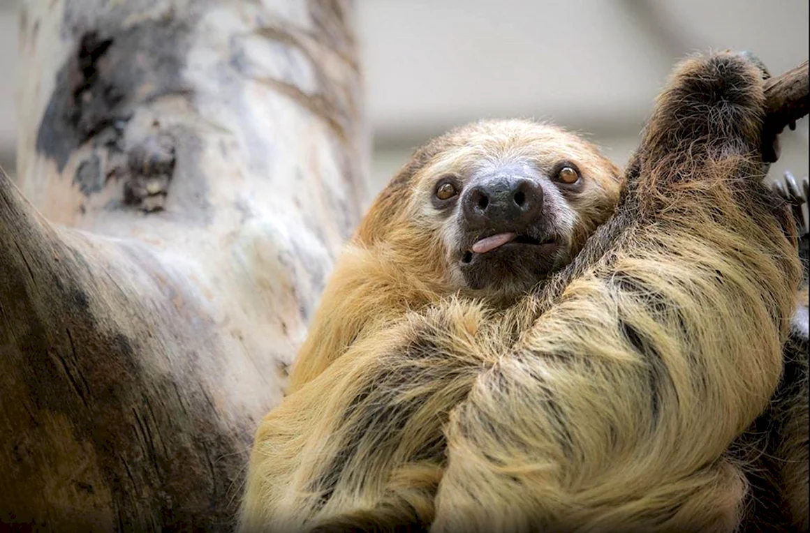 Ленивцев bradypodidae