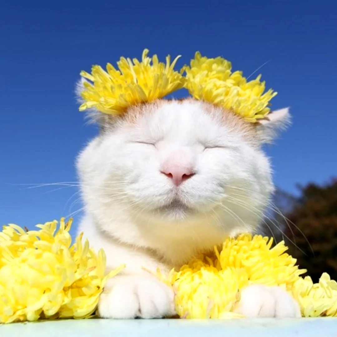 Ленивый кот