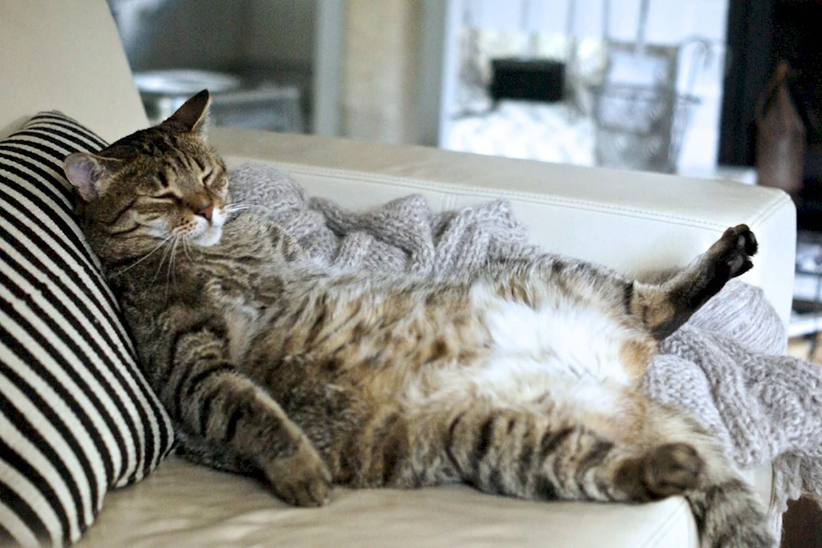 Ленивый кот