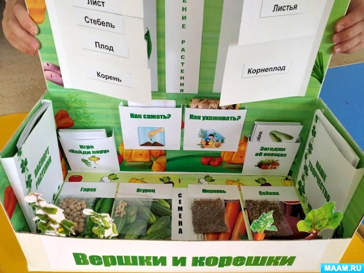 Лэпбук вершки и корешки