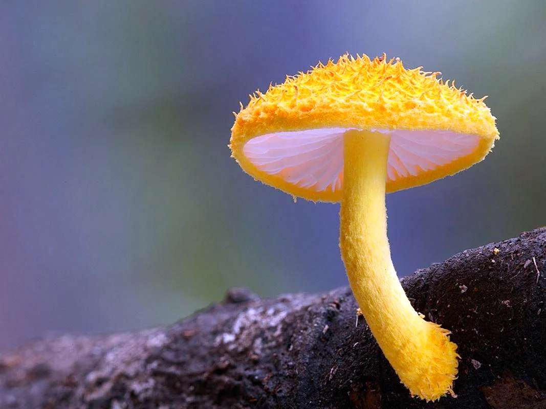 Лерациомицес leratiomyces