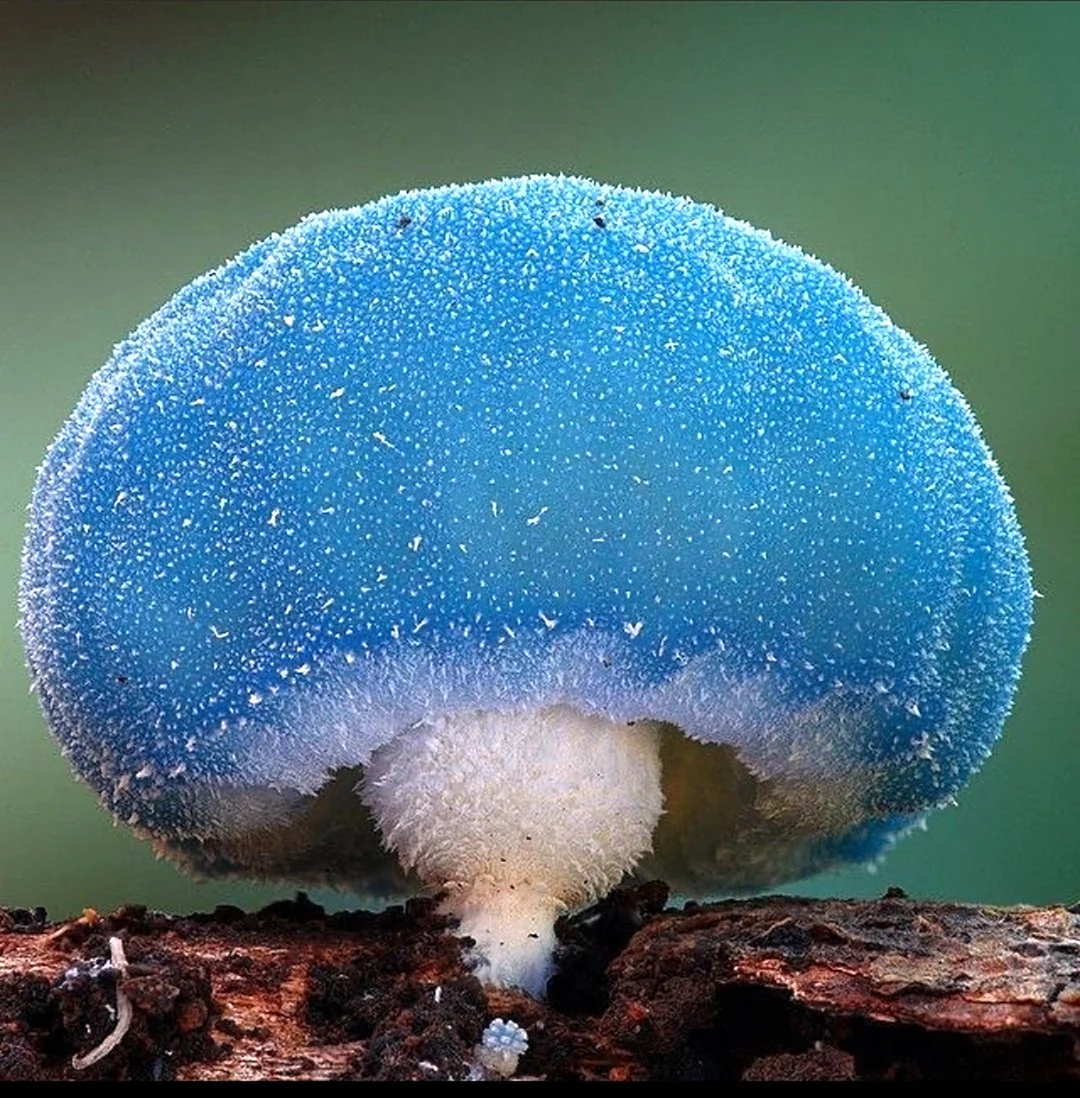 Лерациомицес leratiomyces