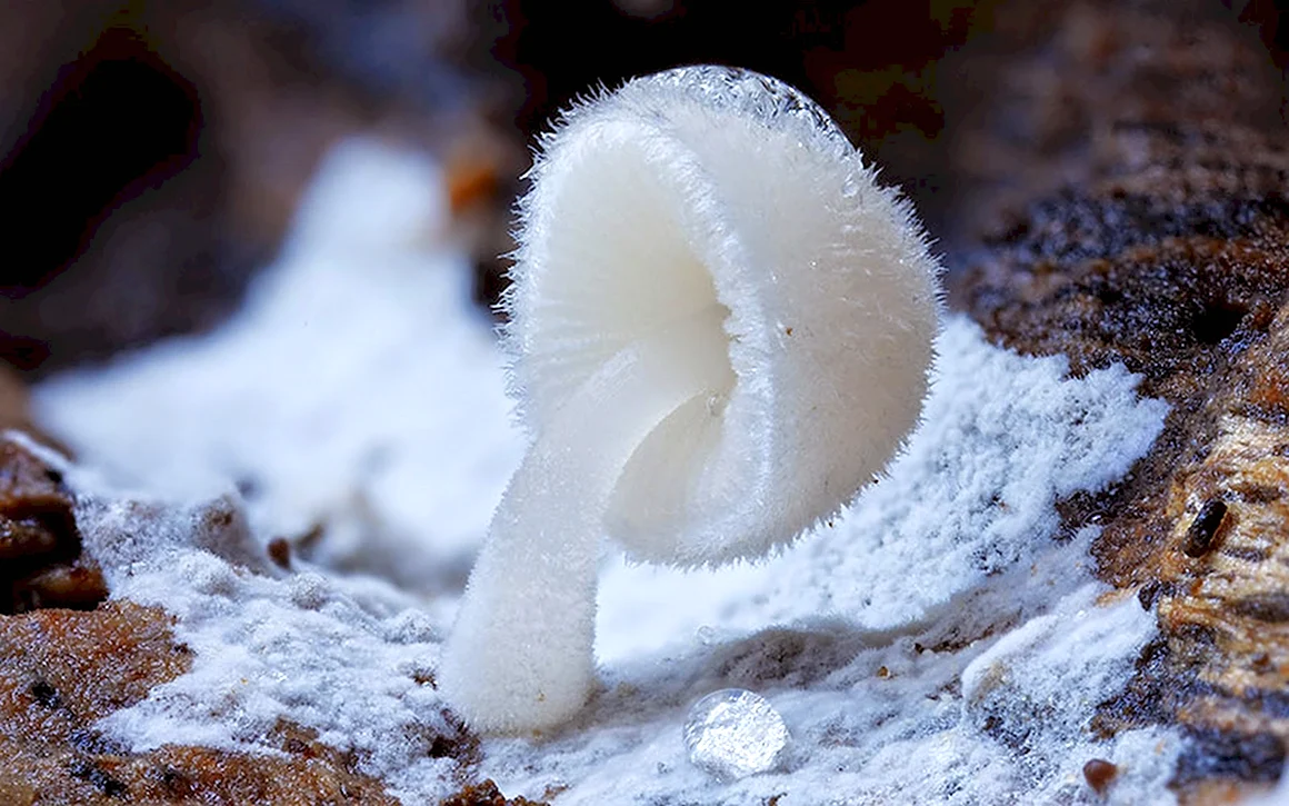 Лерациомицес leratiomyces