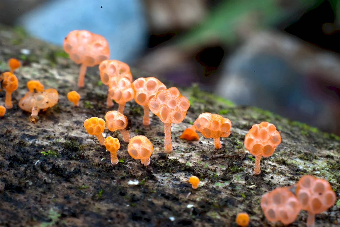 Лерациомицес leratiomyces