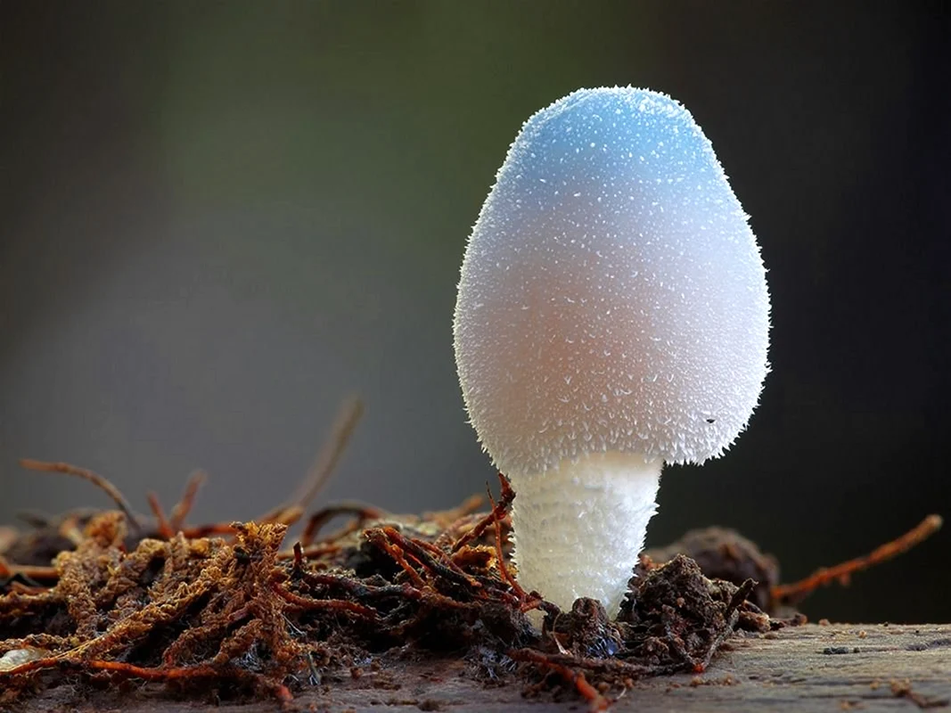 Лерациомицес leratiomyces
