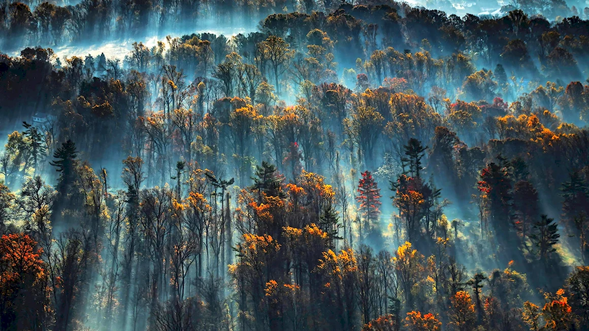 Лес