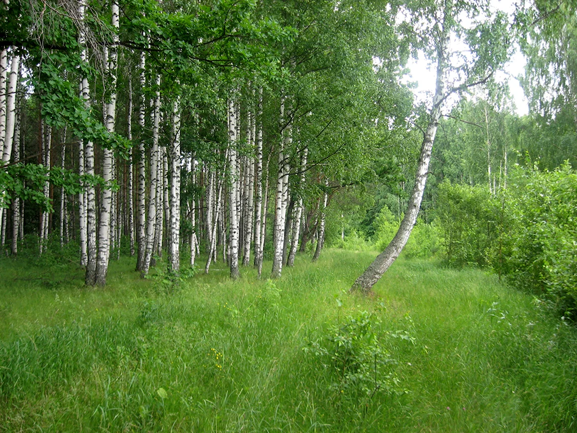 Лес Чувашии