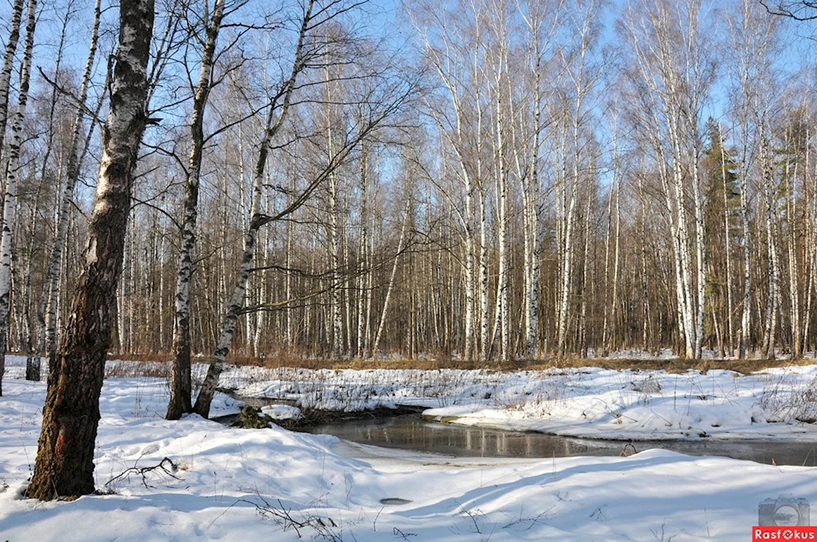 Лес ранней весной