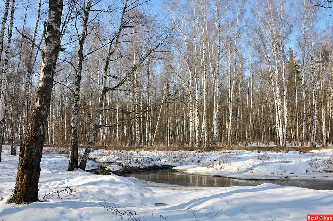 Лес ранней весной