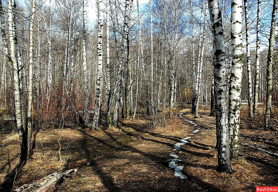 Лес ранней весной