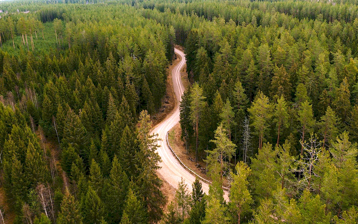 Лес с высоты