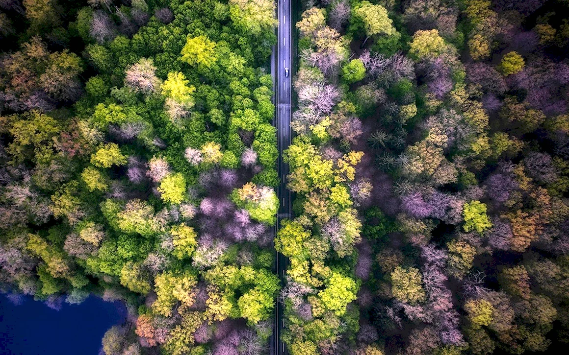 Лес сверху