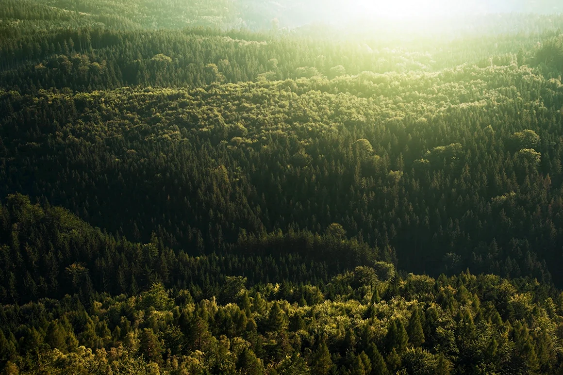 Лес сверху