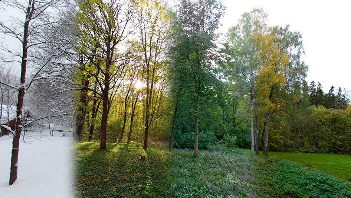 Лес в разные времена года