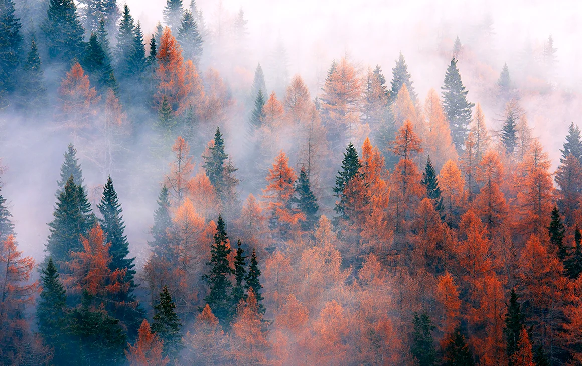 Лес в тумане
