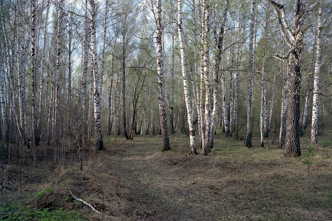 Лес весной
