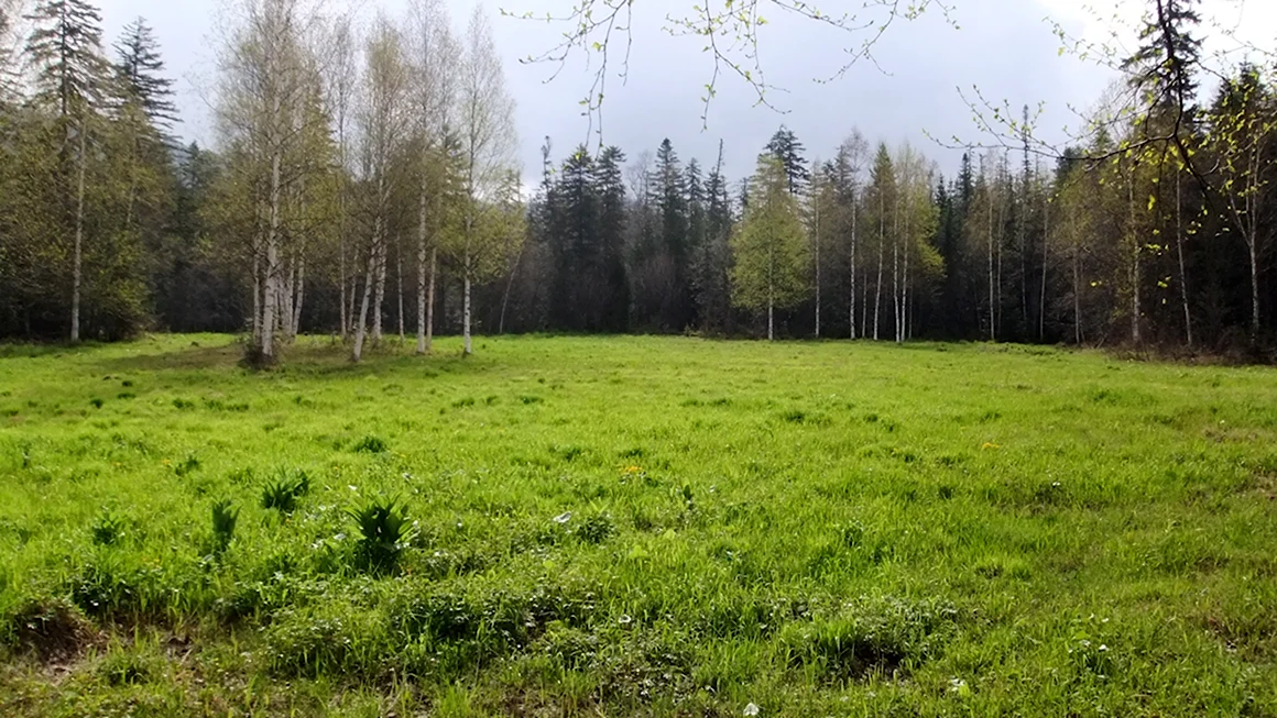 Лесная Поляна Приморье