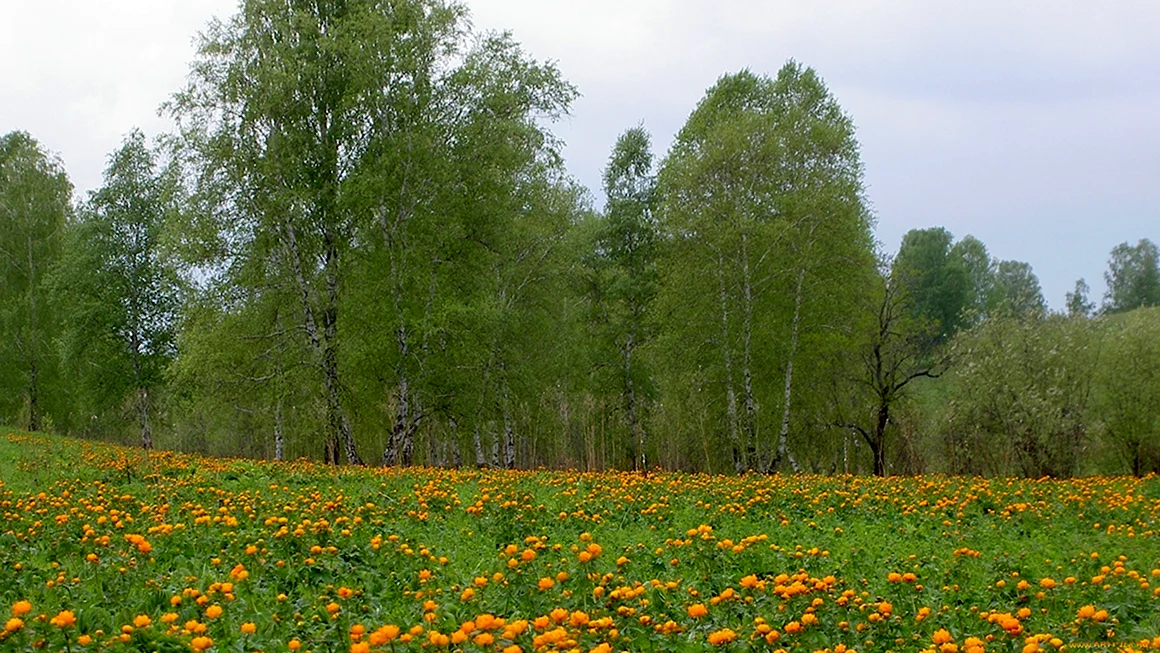 Лесная Поляна Удмуртия