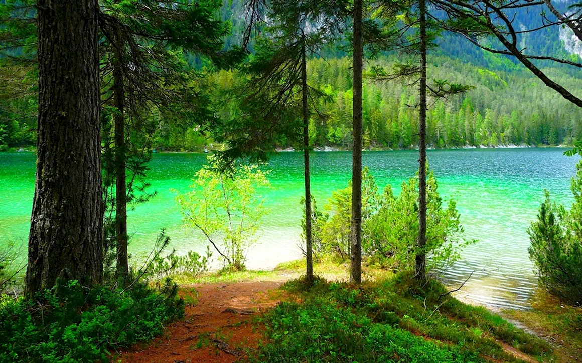 Лесное озеро Forest Lake
