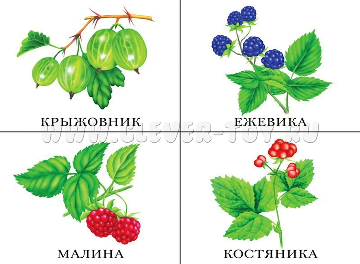 Лесные ягоды карточки