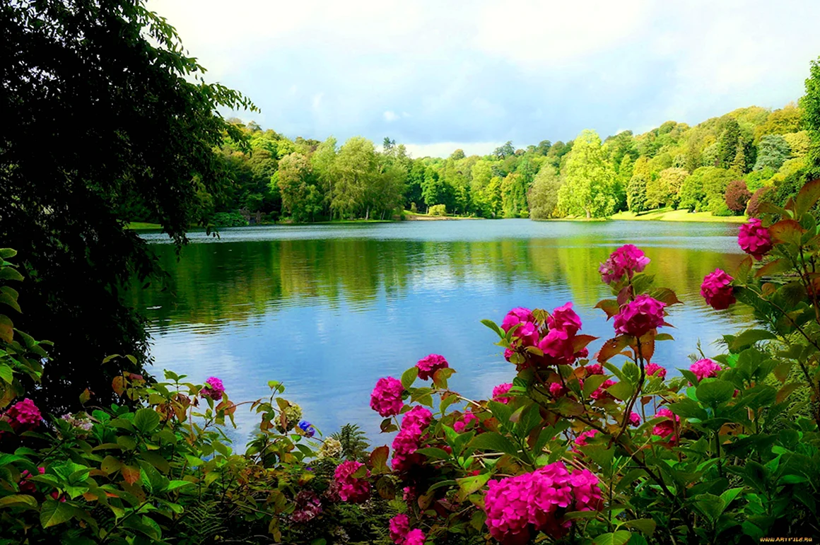 Летняя природа