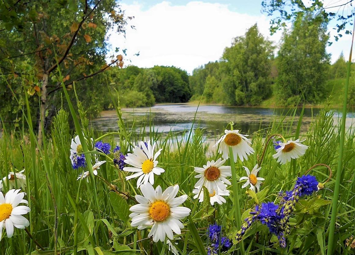 Летняя природа