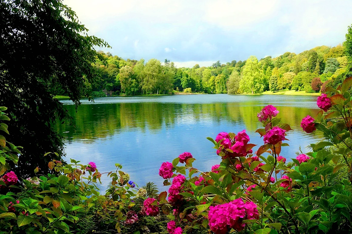 Летняя природа