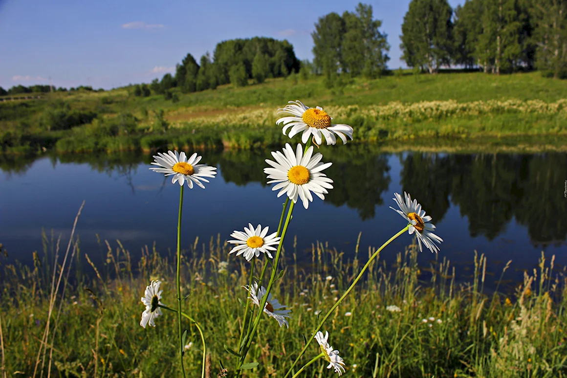 Летняя природа России