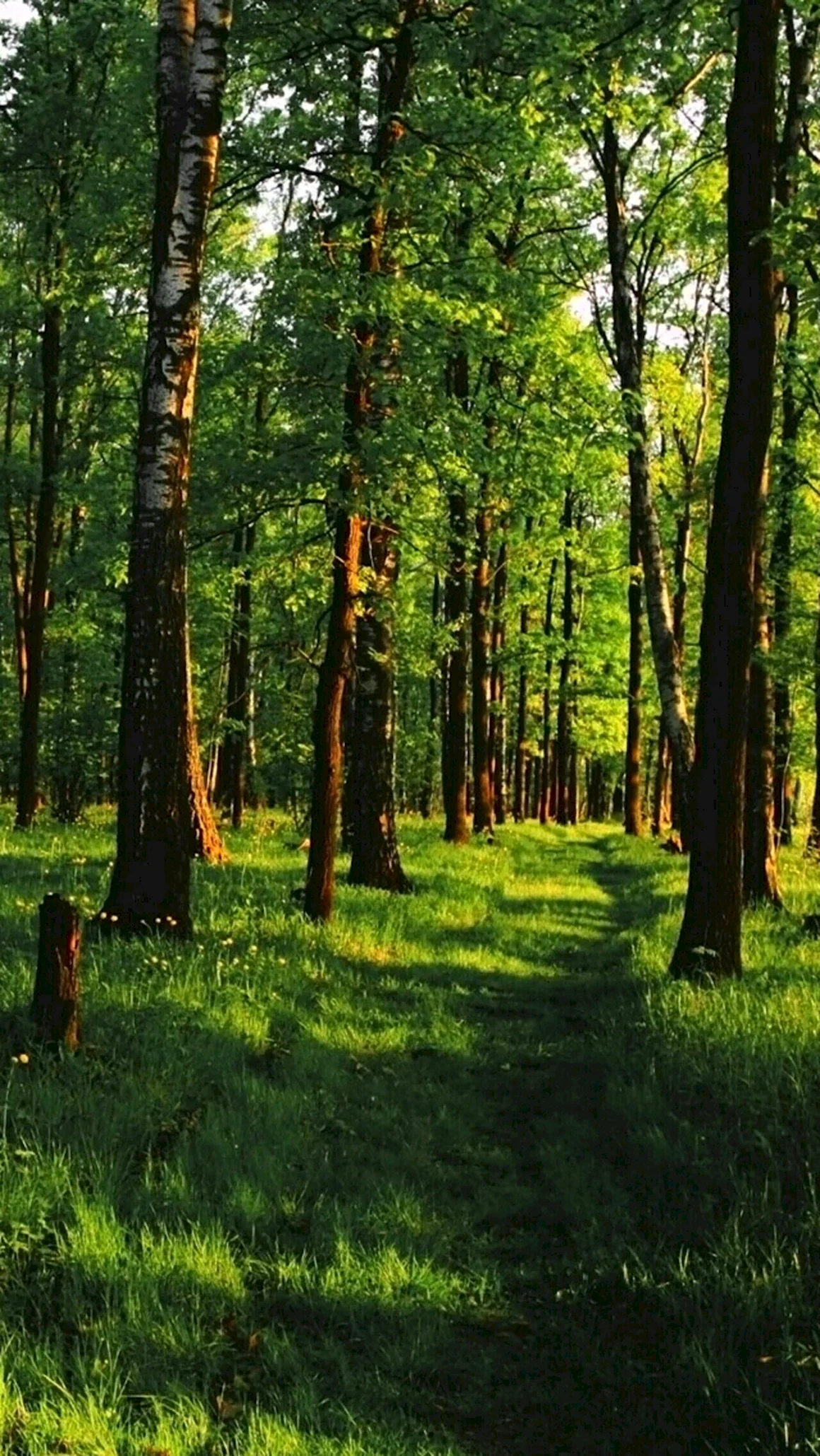 Летний лес на заднем плане