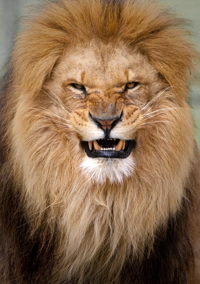 Лев
