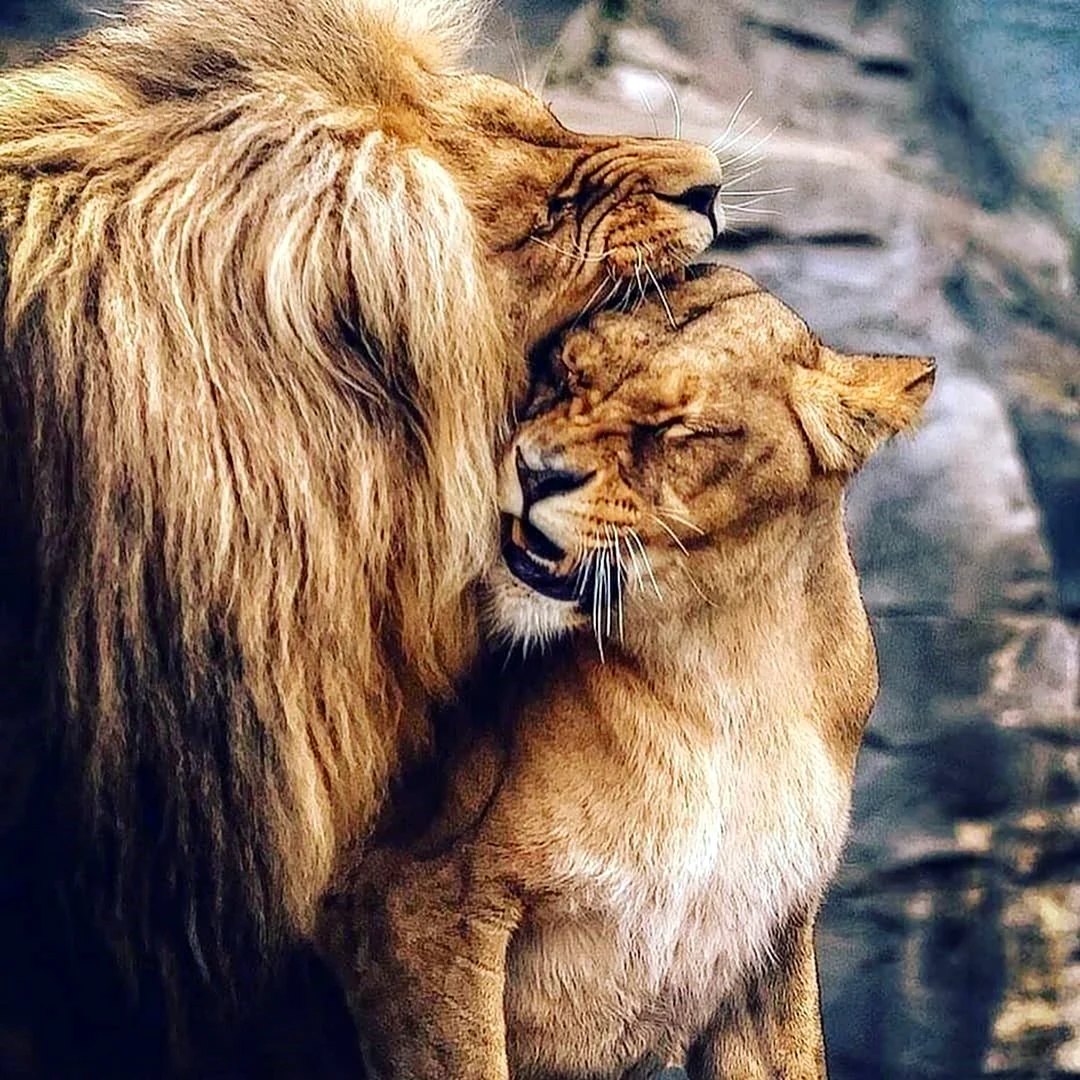 Лев обнимает