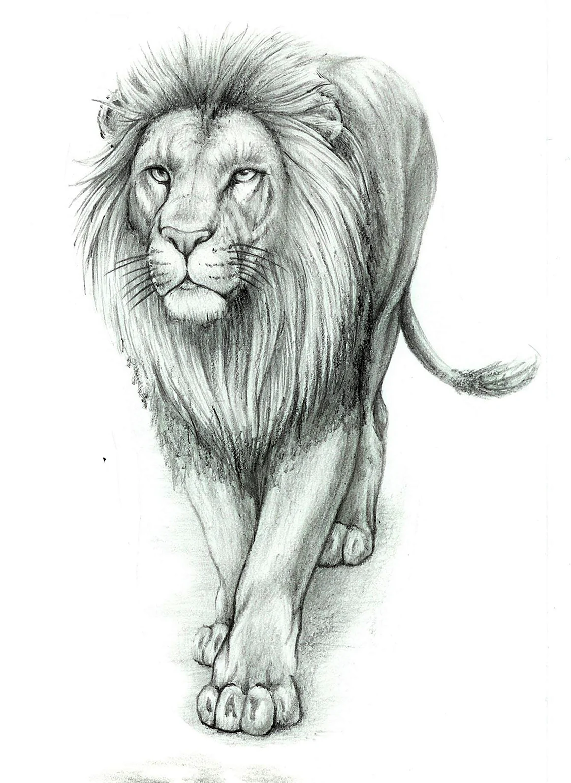 Лев рисунок
