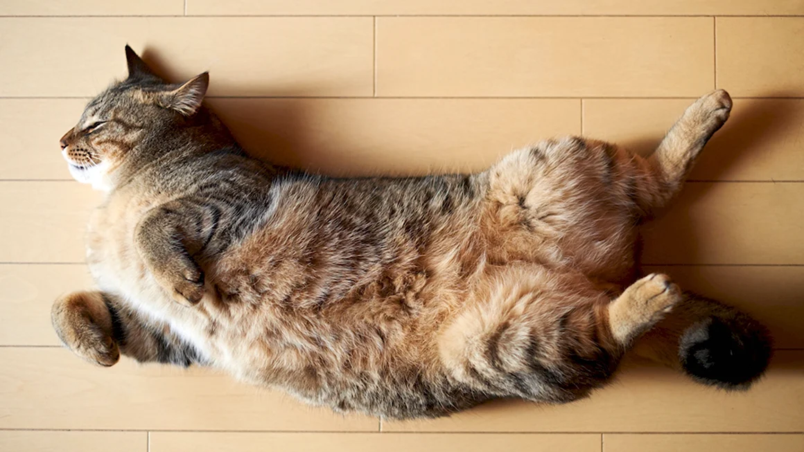Лежачий кот