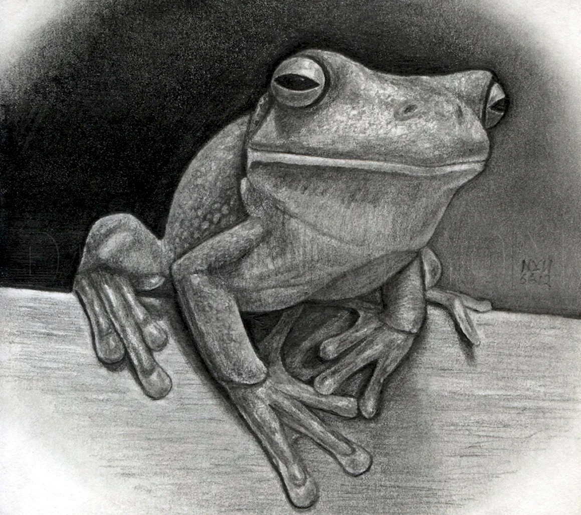 Лягушка карандашом