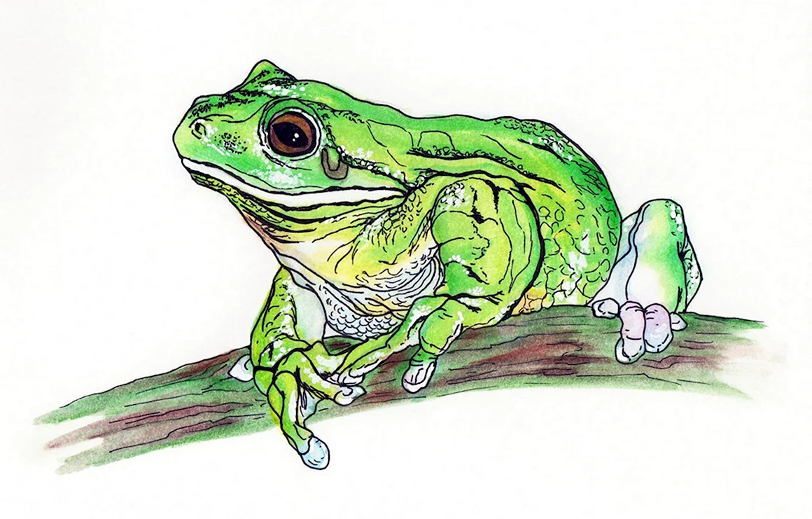 Лягушка рисунок