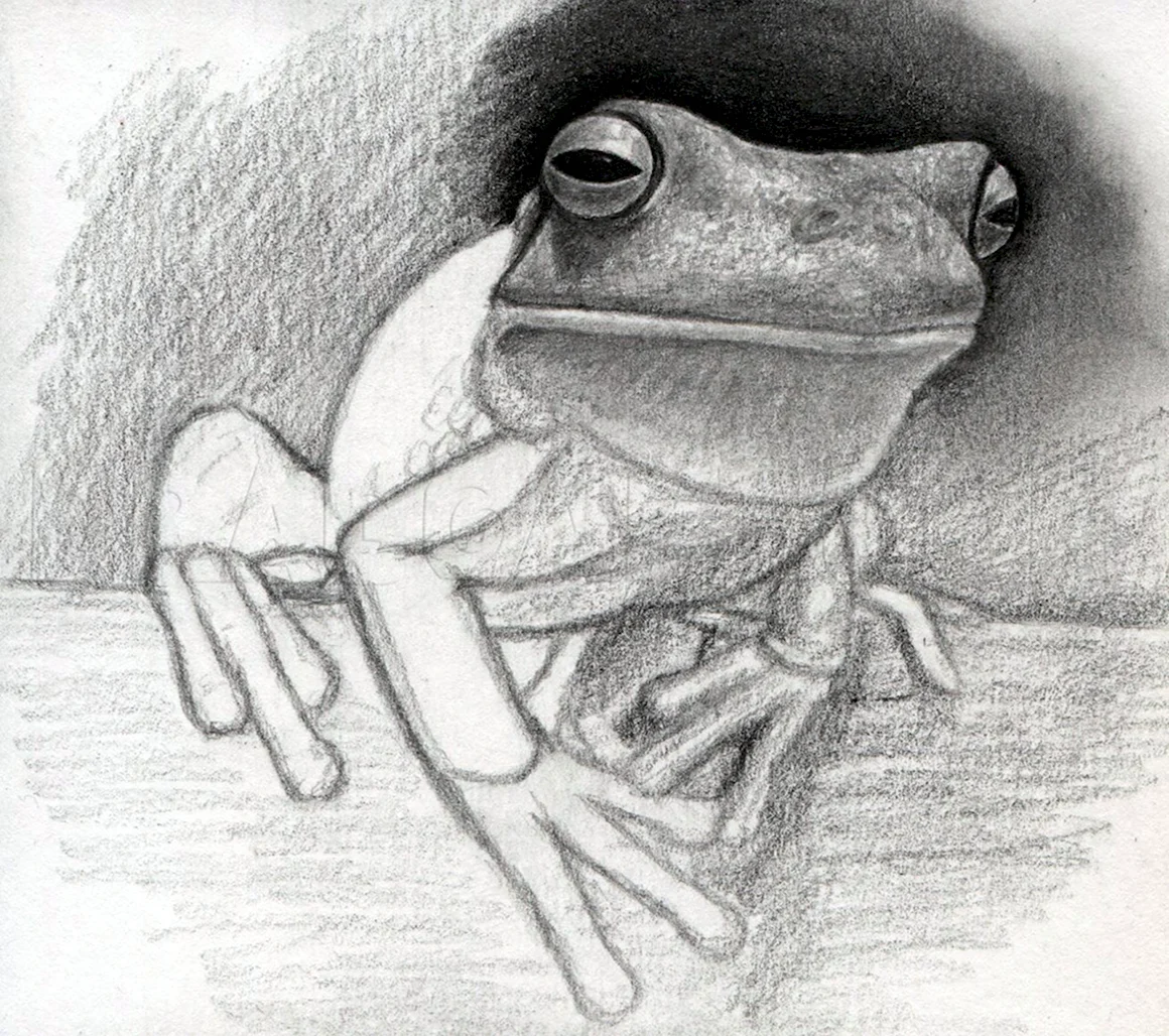 Лягушка рисунок