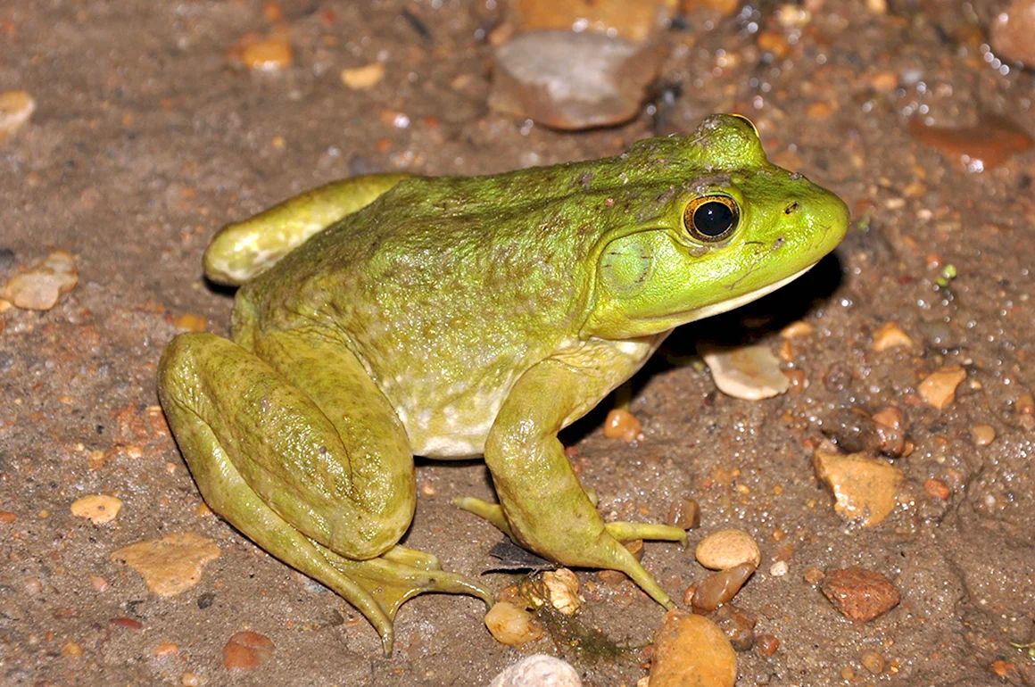 Лягушка-бык lithobates catesbeianus