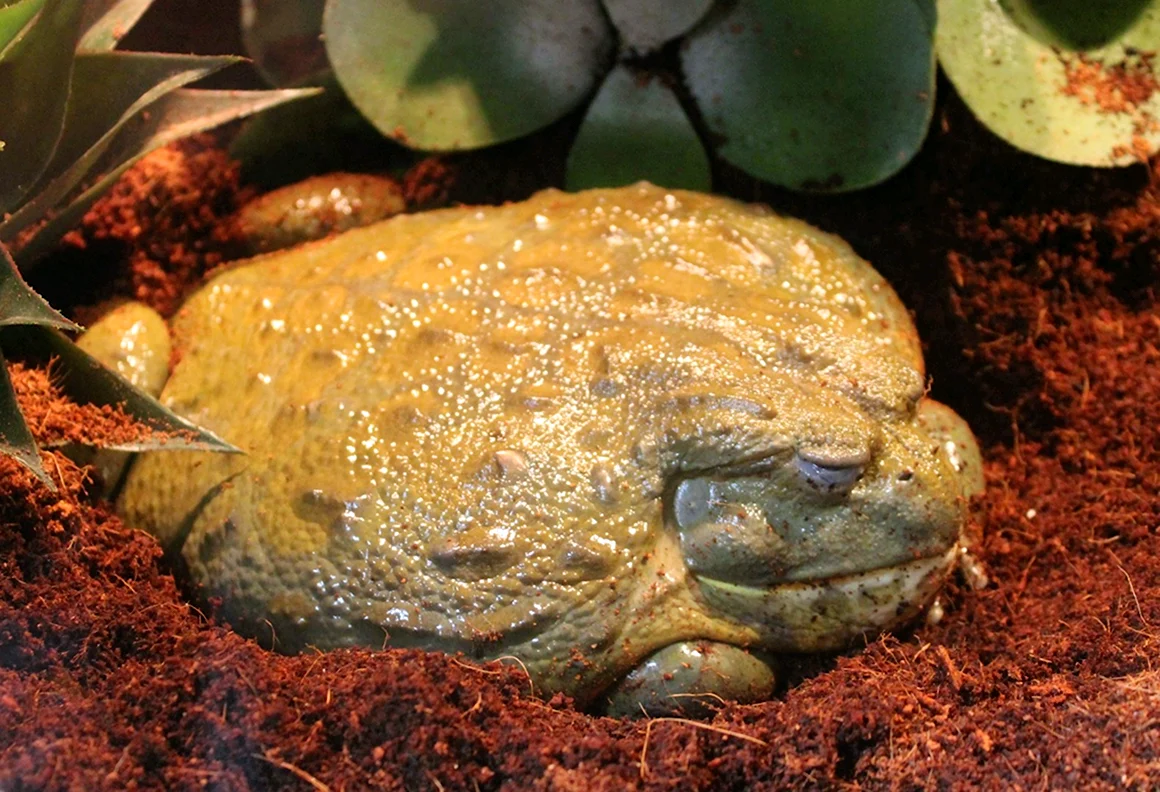 Лягушка-водонос Pyxicephalus adspersus