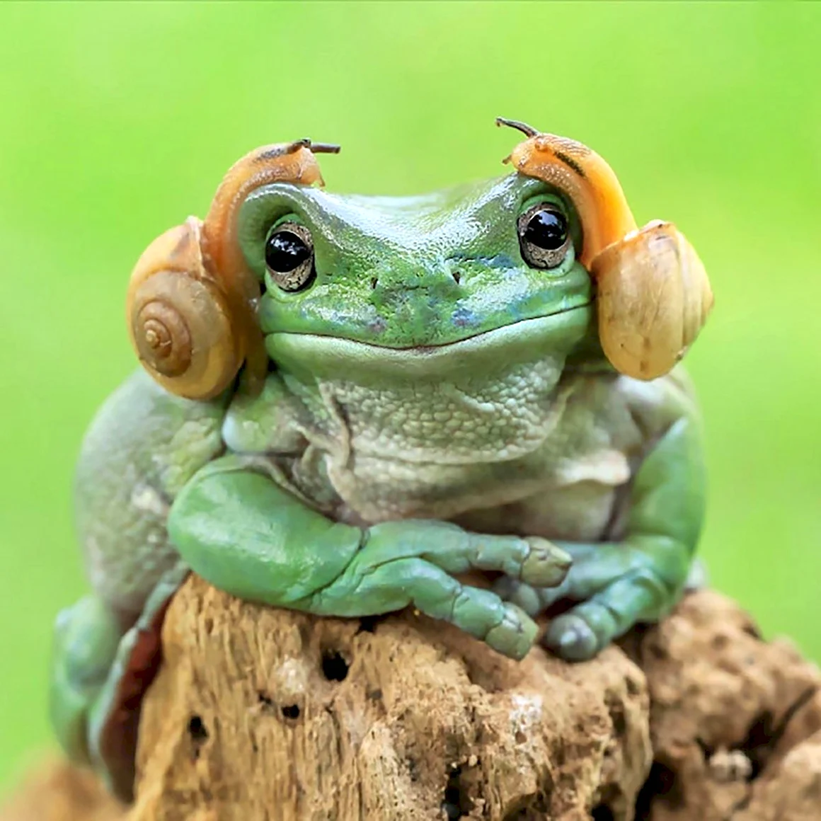 Лягушки Геншин