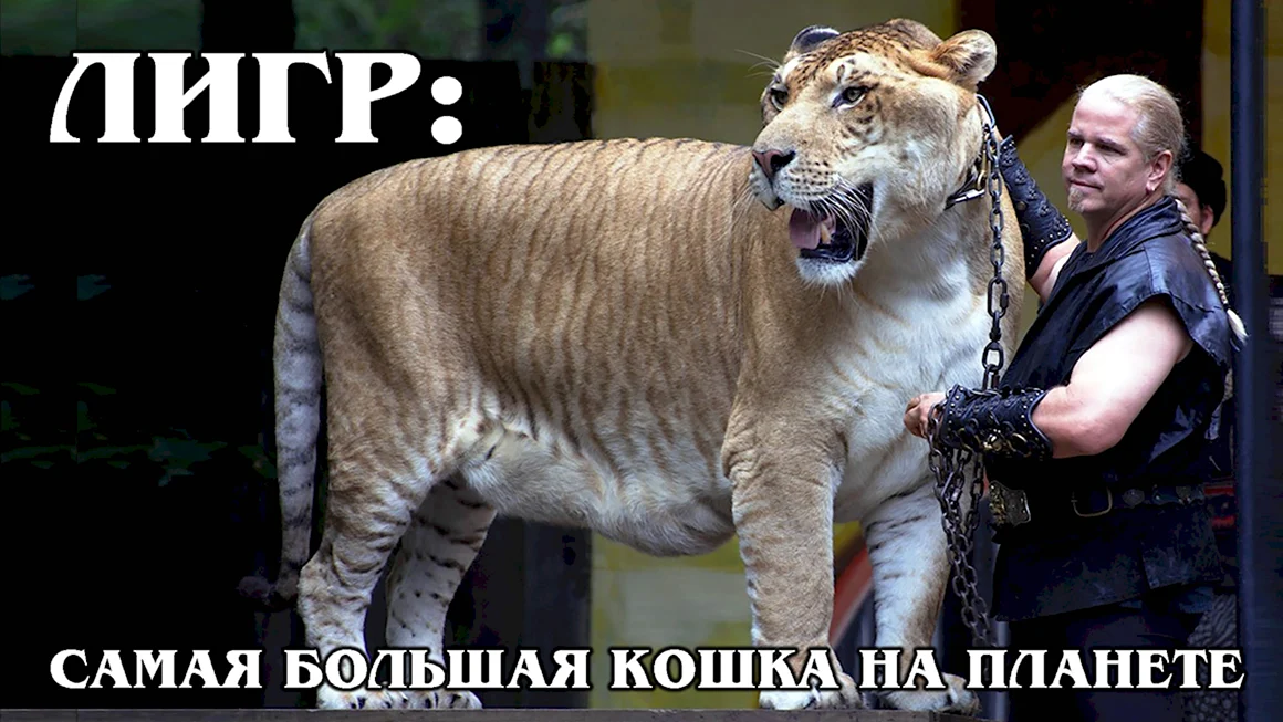 Лигр